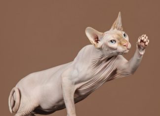 Photographer Captures Beautiful Portraits Of Cats