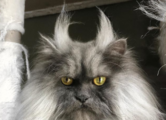 Meet Juno, The Angry Cat