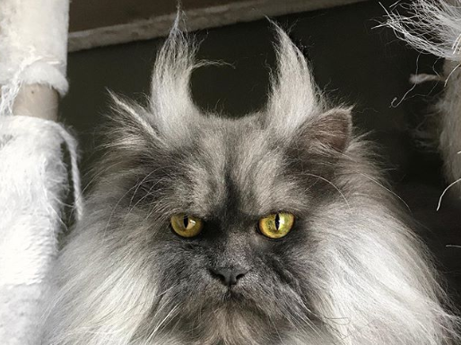 Meet Juno, The Angry Cat