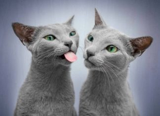 These Russian Blue Cats Are Sporting the Most Beautiful Eyes You’ve Ever Seen Xafe Auri