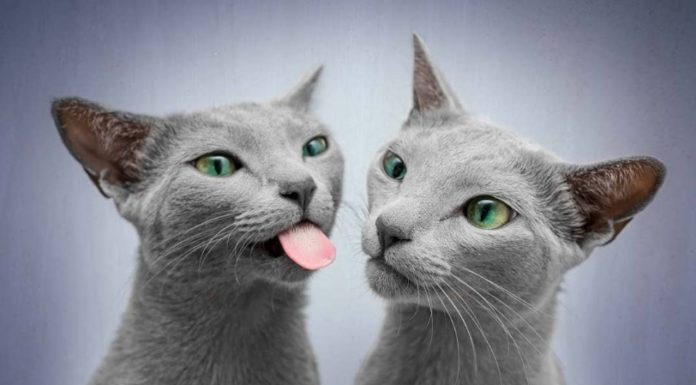 These Russian Blue Cats Are Sporting the Most Beautiful Eyes You’ve Ever Seen Xafe Auri