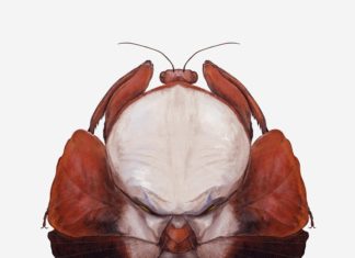 Richard Wilkinson’s Illustrations Look like Insects