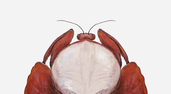 Richard Wilkinson’s Illustrations Look like Insects