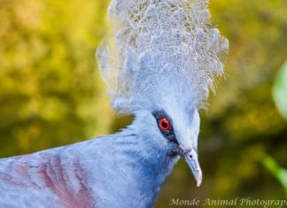 The Most Instagrammable Bird – The Victoria Crowned Pigeon