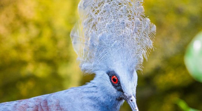 The Most Instagrammable Bird – The Victoria Crowned Pigeon