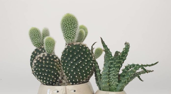 These Charming Pots and Plates Have Adorable Faces