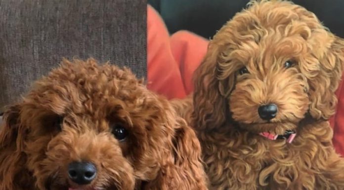 Talented Artist Makes Oil Painting of Pets from Photos