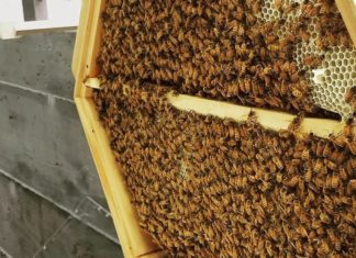 Start Helping the Bee Population With These At-Home Bee Kits