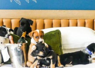 Order Puppies and Prosecco in this Hotel in Denver