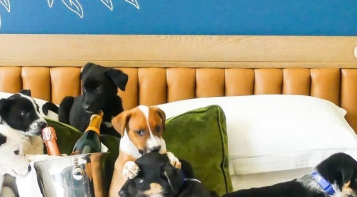 Order Puppies and Prosecco in this Hotel in Denver