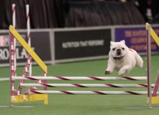 Surprisingly Fit Bulldog Go Viral for Incredible Agility