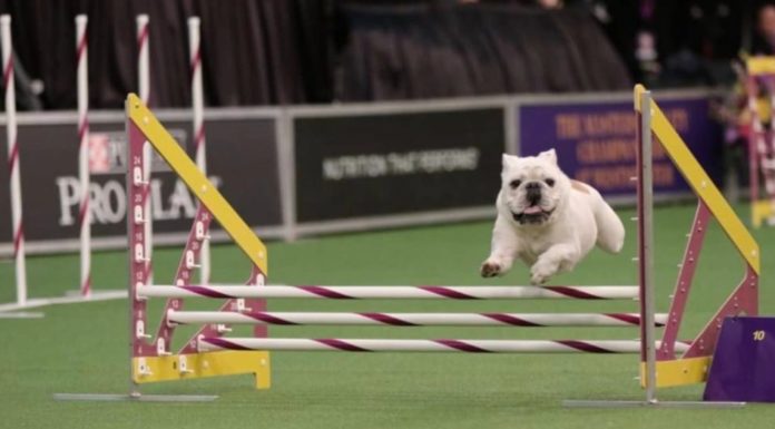 Surprisingly Fit Bulldog Go Viral for Incredible Agility