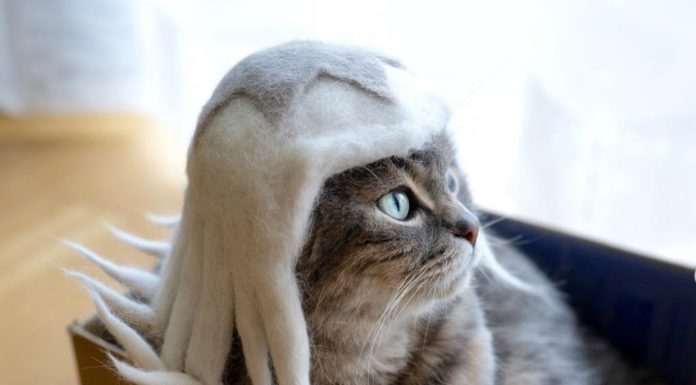 Japanese Couple Makes Cat Hats Out of Shed Fur