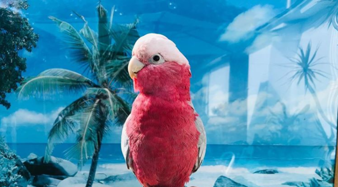 Meet Bogie, The Pink Parrot Who Loves Being Pampered