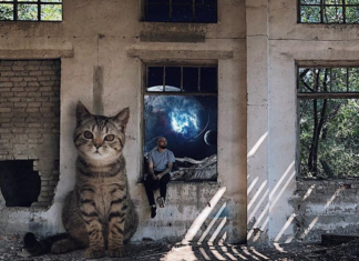 Check Out The World Were Giant Cats Live