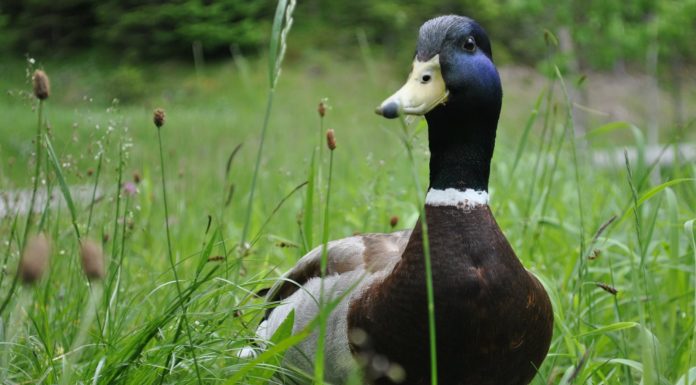 Duck Helps A Boy Who Loses His Slipper
