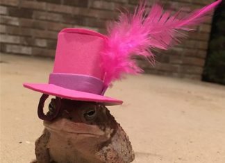 Man Makes Adorable Hats For His Newfound Toad Friend