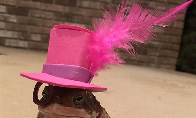 Newfound Toad Friend 