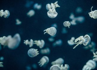 Russian Fisherman Documents Strange Ocean Creatures