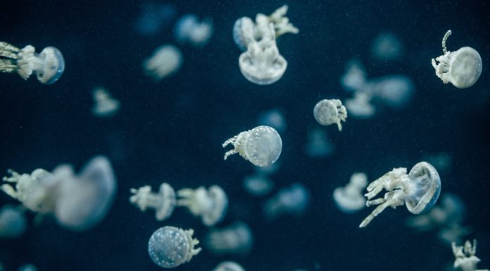Russian Fisherman Documents Strange Ocean Creatures