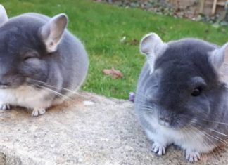 These Adorably Round Violet Chinchilla Will Complete Your Day