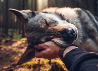 This Guy Petting His Pet Dog Will Make Your Day