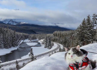 Meet Gary The Cat Who Loves Going On Outdoor Adventures