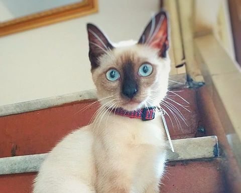 Law Firm Hires Stray Cat as Employee Following Customer Complaints