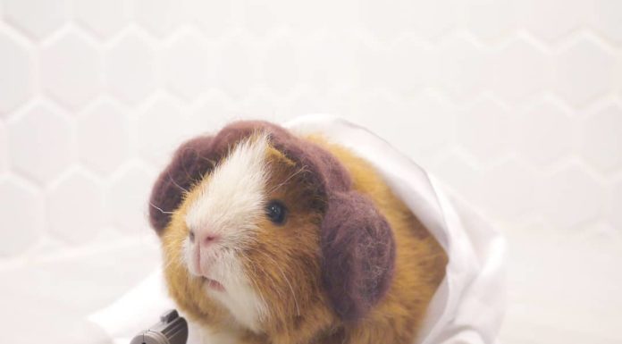 What Happens When Cosplays are Just Too Adorable?
