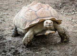 Three Species That Were Thought to Be Extinct But Are Still Here!