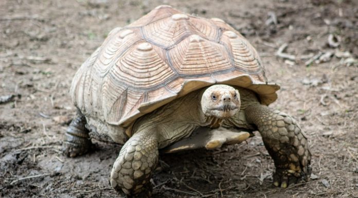 Three Species That Were Thought to Be Extinct But Are Still Here!