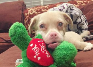 This Rescue Dog Comforts Children Who Suffer From the Same Chronic Disease As He Does
