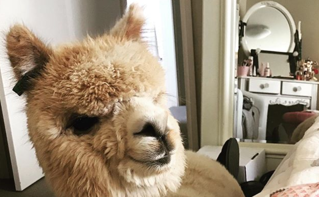 Alfie Is Not Your Regular Pet, But He’s Just As Adorable!