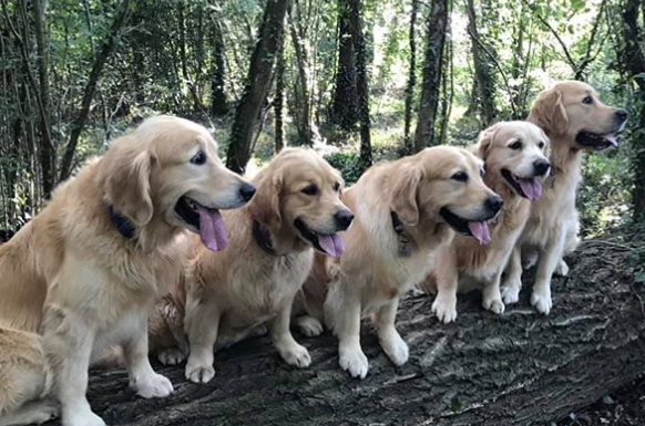 These Therapy Dogs Are the Goodest of Boys