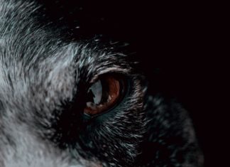 This Guy Wanted a Puppy, and Ended Up With Something Completly Different!