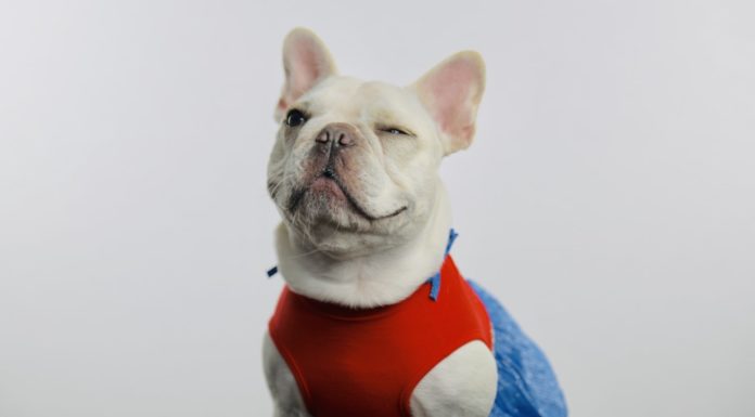 The Only Thing Better Than Pets Is Pets In Costumes