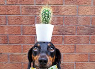 You Would Never Guess What This Dog’s Hidden Talent Is