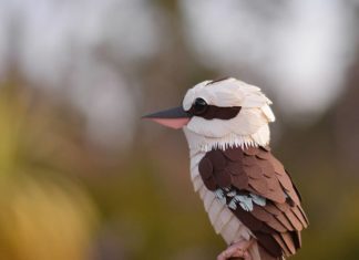 Believe It Or Not – These Animals Are All Made Of Paper!