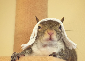Meet Jill, the Little Squirrel Who’s Conquering Instagram