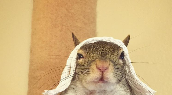Meet Jill, the Little Squirrel Who’s Conquering Instagram