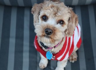 You Can Now Wear Matching Sweaters With Your Dog