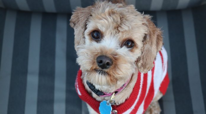 You Can Now Wear Matching Sweaters With Your Dog