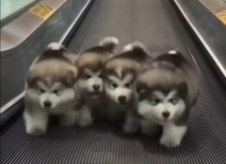 Watch Adorable Puppies Walking in the Rhythm of “Stayin’ Alive”