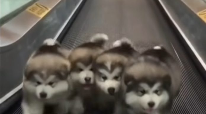 Watch Adorable Puppies Walking in the Rhythm of “Stayin’ Alive”