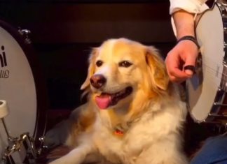 Maple the Dog Is a Musical Genius (Or So It Seems)