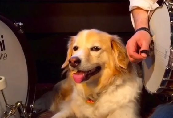 Maple the Dog Is a Musical Genius (Or So It Seems)