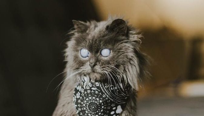 Prepare to Fall in Love With Yet Another Instagram Cat
