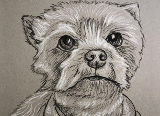 Michele Cahill Draws Animal Portraits in 10 Minutes