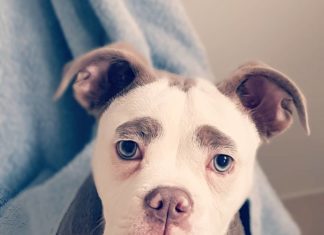 This Bulldog Has The Cutest Eyebrows