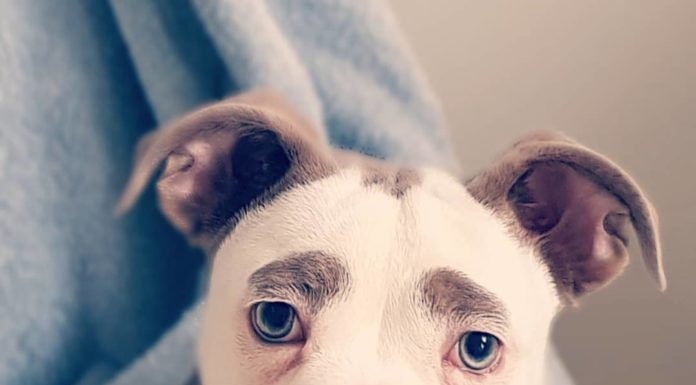 This Bulldog Has The Cutest Eyebrows